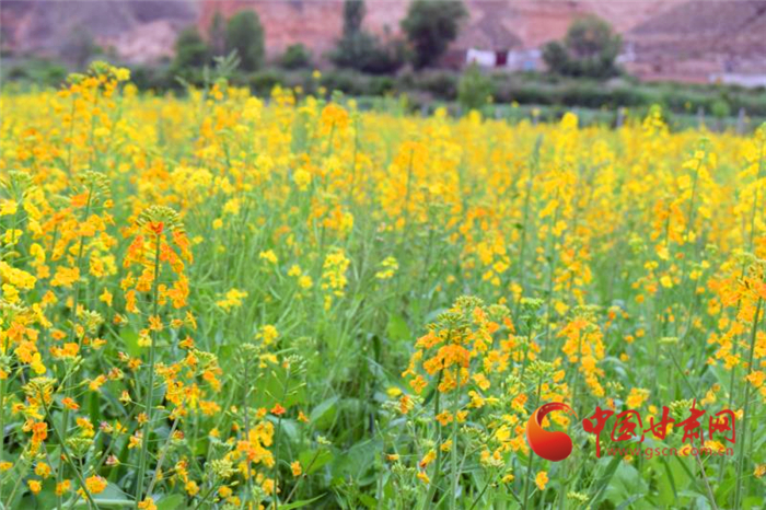 來！賞橙色油菜花海 贊永登鄉村新顏