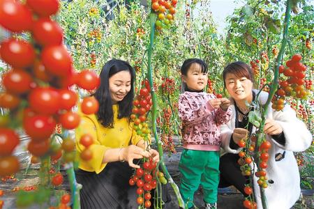 酒泉市肅州區東洞戈壁產業園里的圣女果、人參果陸續成熟上市