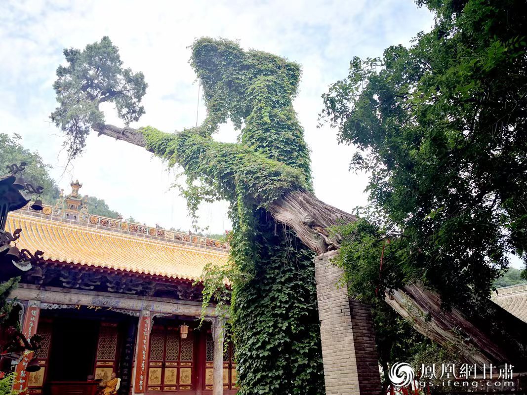“山頭南郭寺，水號北流泉。老樹空庭得，清渠一邑傳?！倍鸥υ娭械摹袄蠘洹保傅木褪沁@株春秋古柏，為南郭寺的“鎮寺之寶”。胡江 攝