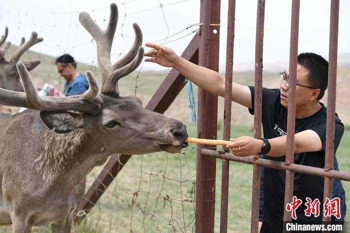 圖為游客在肅南縣馬鹿養殖場內體驗喂鹿?！钇G敏 攝
