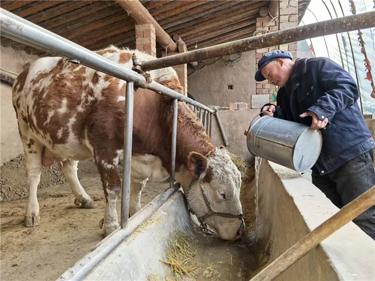 通渭縣馬營鎮華川村村民馬金川正在用自來水飲牛。_副本.jpg