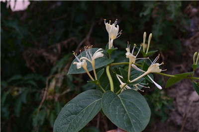 1735887482449070.jpg DSC_6635.JPG