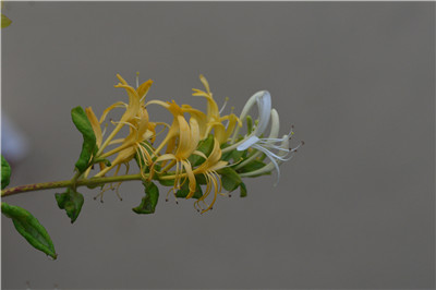 1735887490506897.jpg DSC_7309.JPG