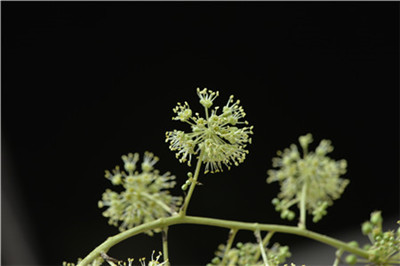 1735875044660325.jpg _0OB6417.JPG