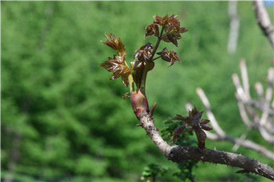 1735875052568770.jpg DSC_3401.JPG