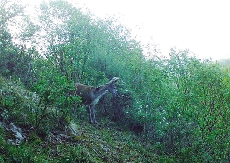 “林間精靈”現(xiàn)身 連城保護(hù)區(qū)拍到瀕危物種馬麝畫(huà)面